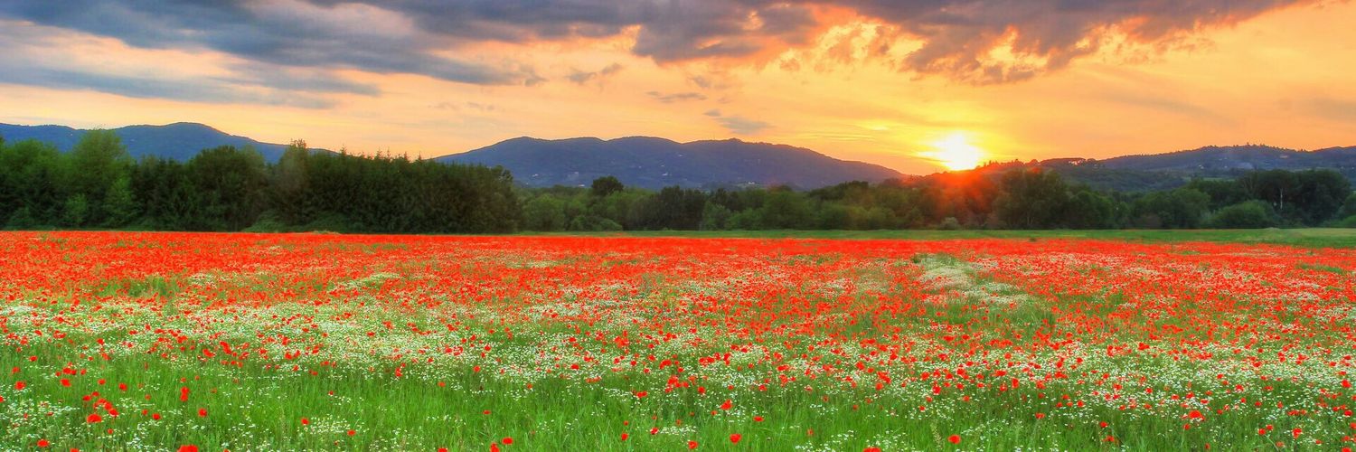 Mikail Seçkin banner