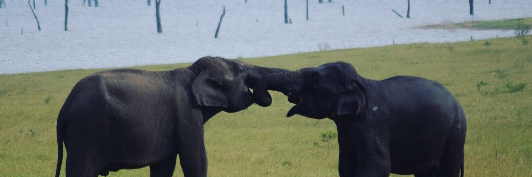 Beth Tremelling banner