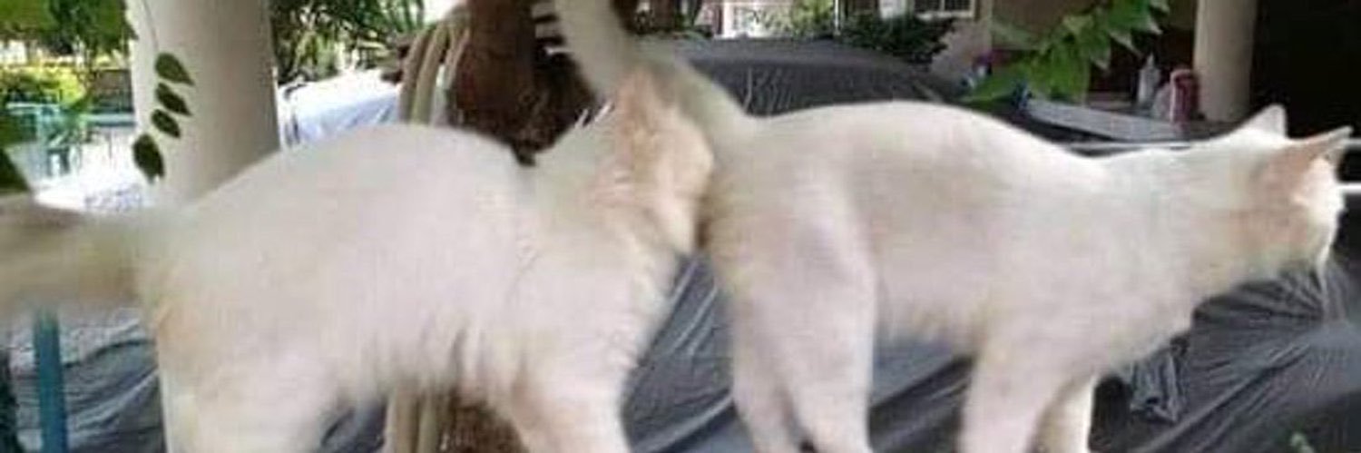 Dahabb_'s profile banner image