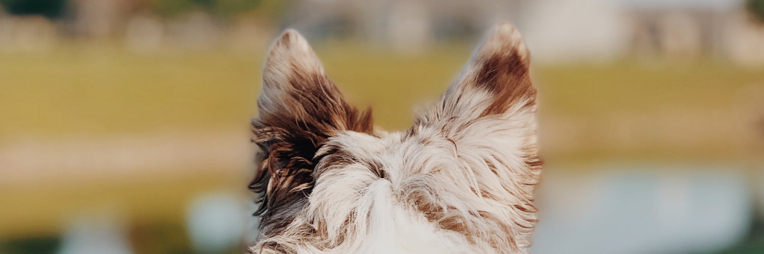 Tyler_Scanlan's profile banner image