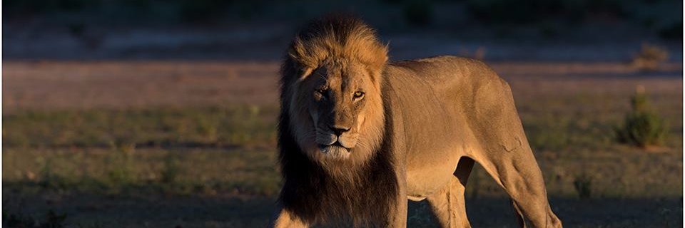 Sideliner Opinions banner