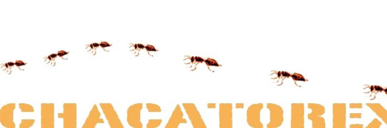 Chacatorex's profile banner image
