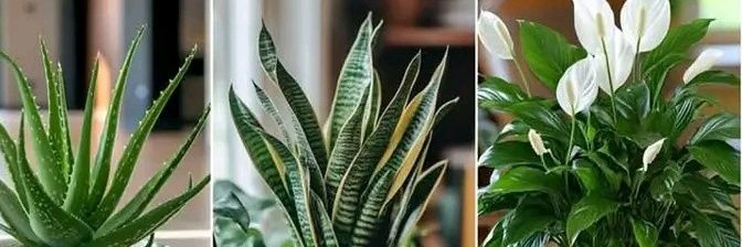 Mamabolo Kgetxa🇿🇦 banner