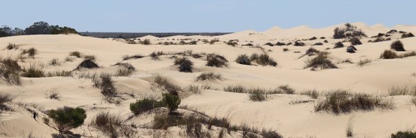 Kaminskientomo Profile Banner