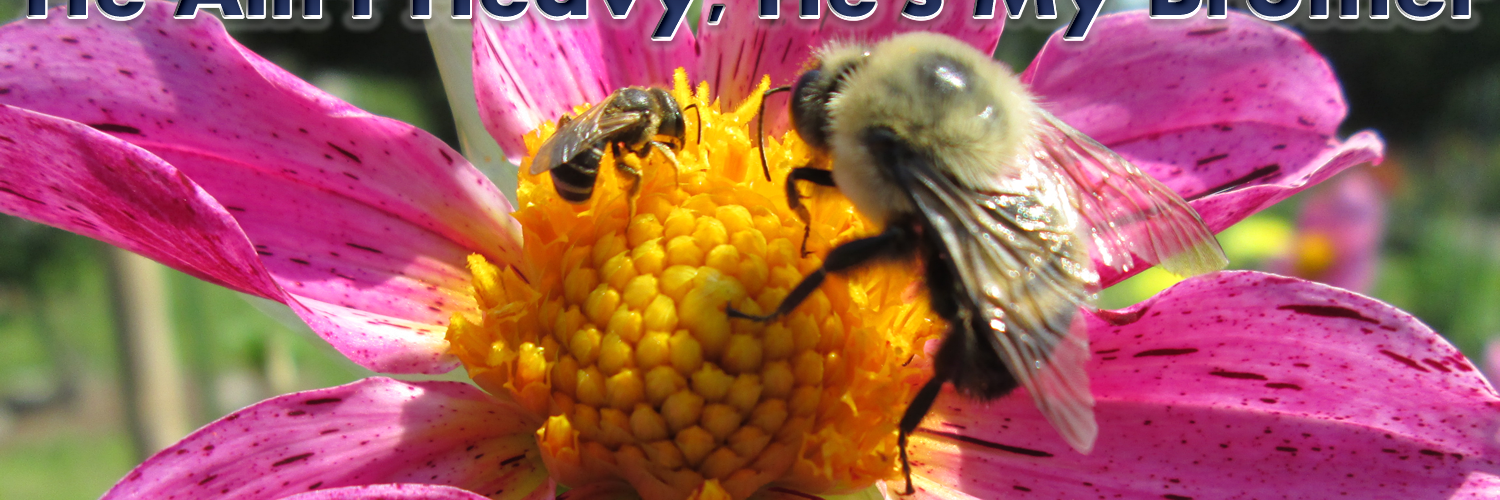 SaveOurBees_'s profile banner image