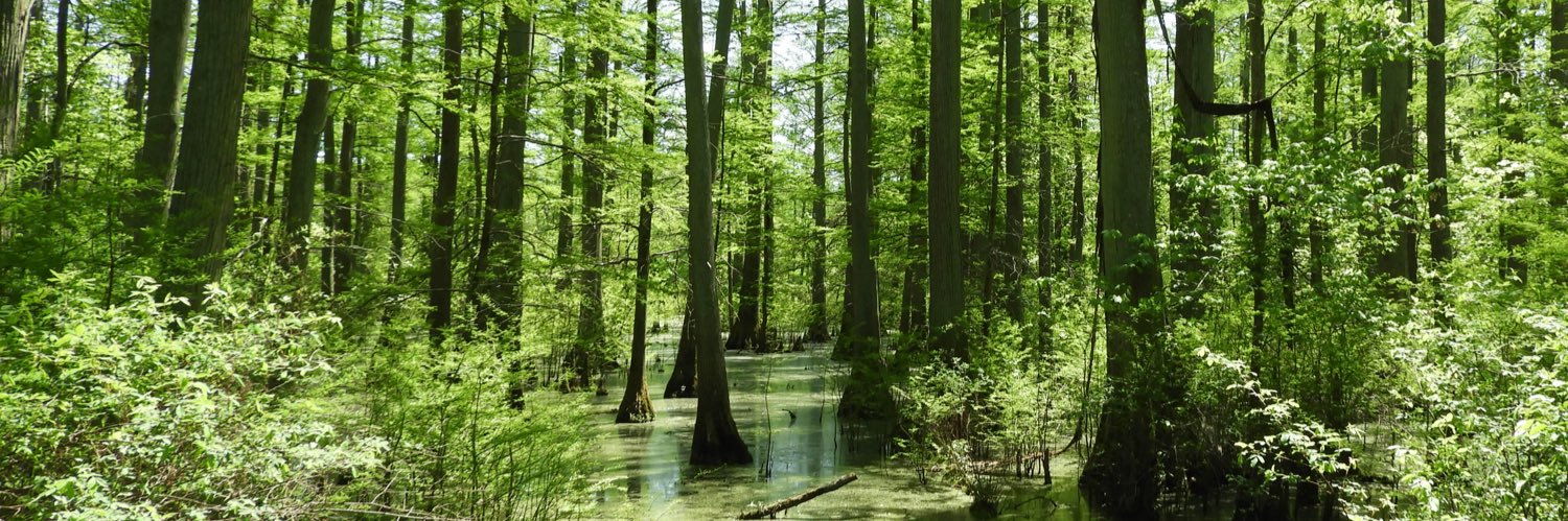 Nick Antonson banner