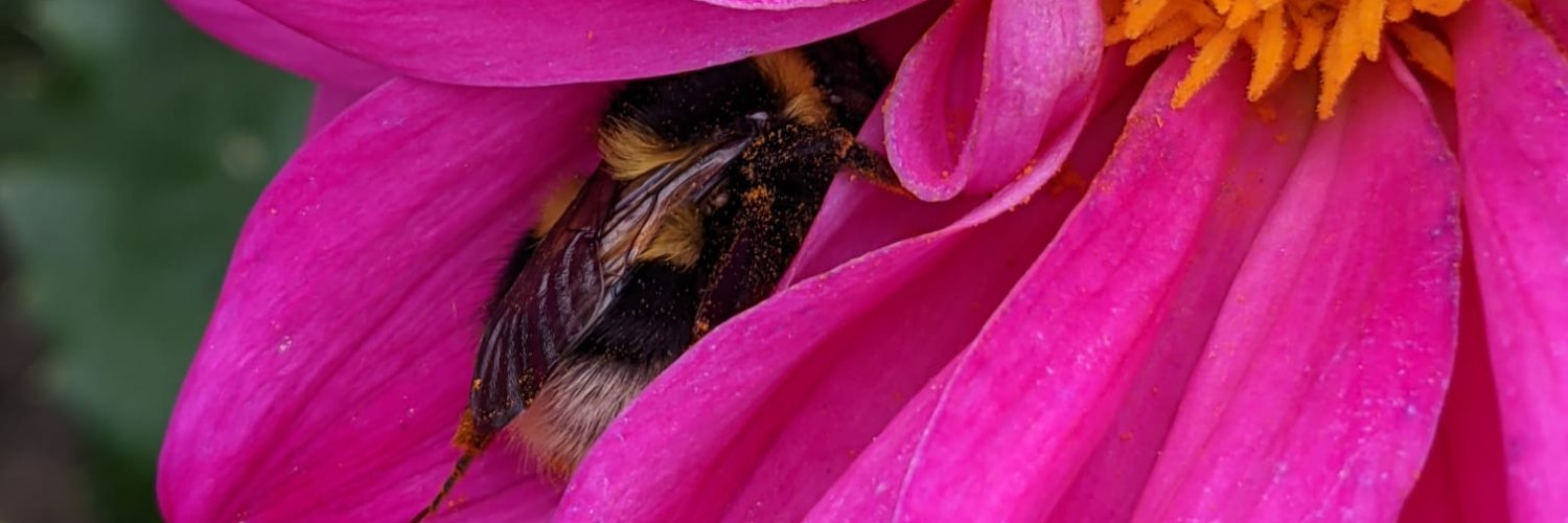 Helene Klaustrup banner