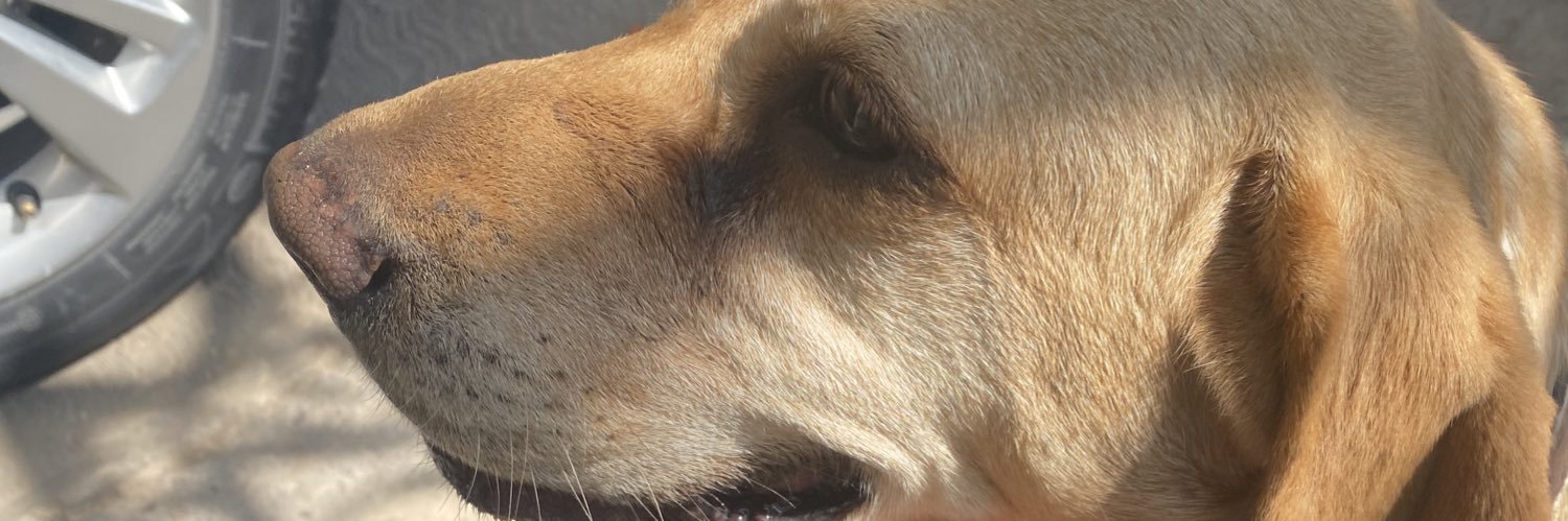 moni_schz's profile banner image