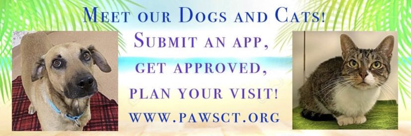 PAWS of Norwalk, CT banner