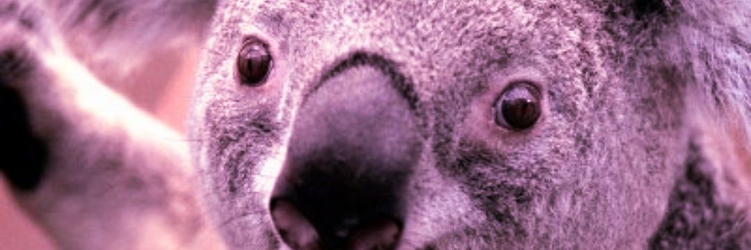 コアラ(丁寧なクソリプ) banner