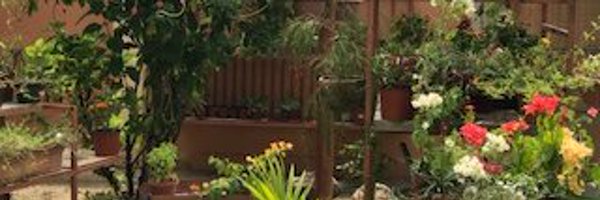Halcyon_L Profile Banner