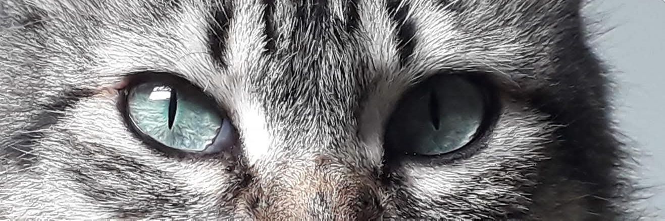 Carly_Cally's profile banner image