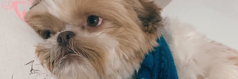 FranGalantee's profile banner image