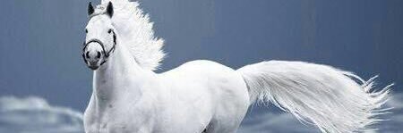 moonface_the's profile banner image