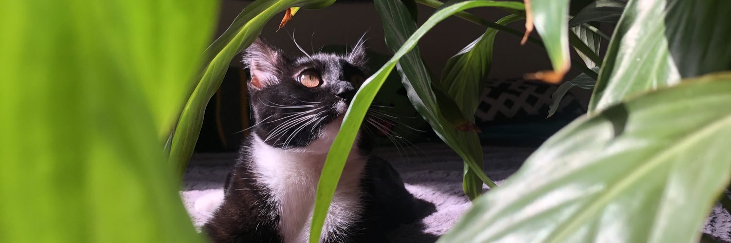 Meowijuana420's profile banner image
