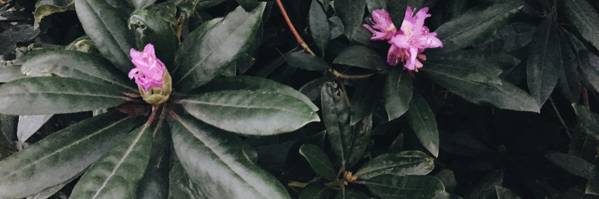 gurbeans's profile banner image