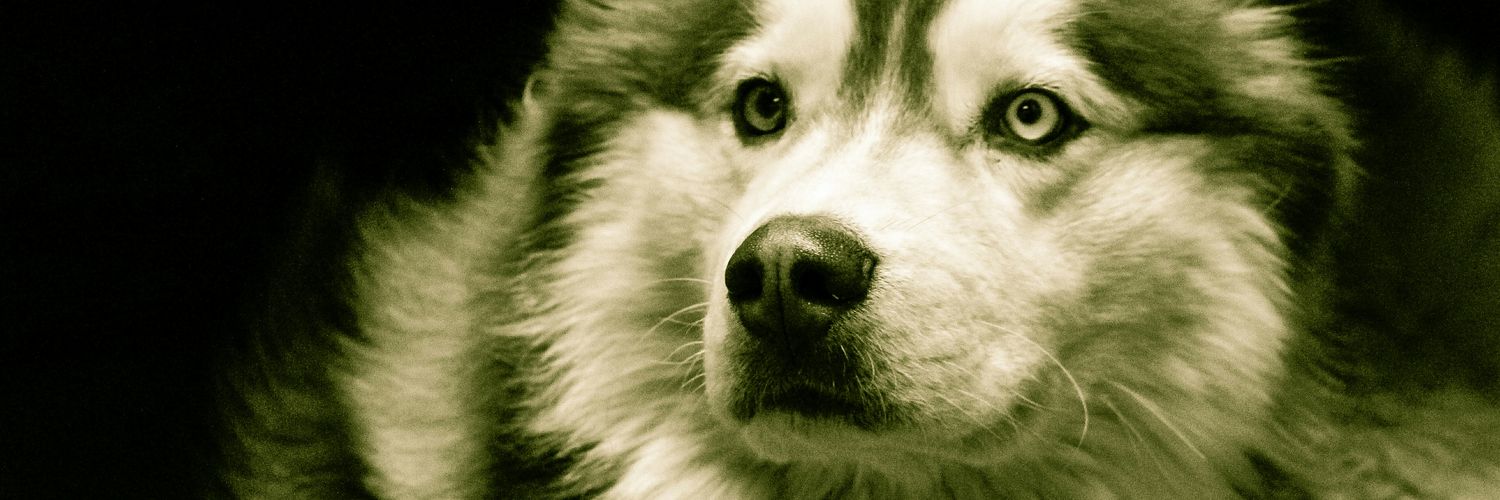 Ceezky's profile banner image