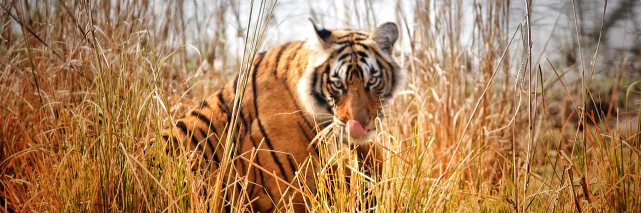 Balamurugan P banner