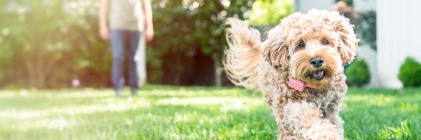 WhistleLabs Profile Banner