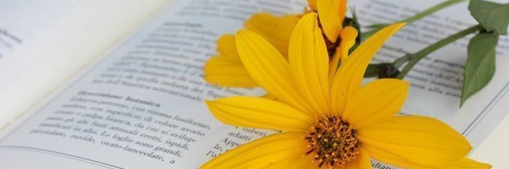 feleshoots's profile banner image