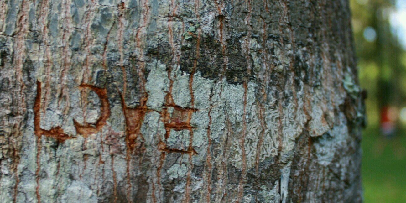 dandisas's profile banner image