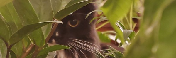 ZenMeoww Profile Banner