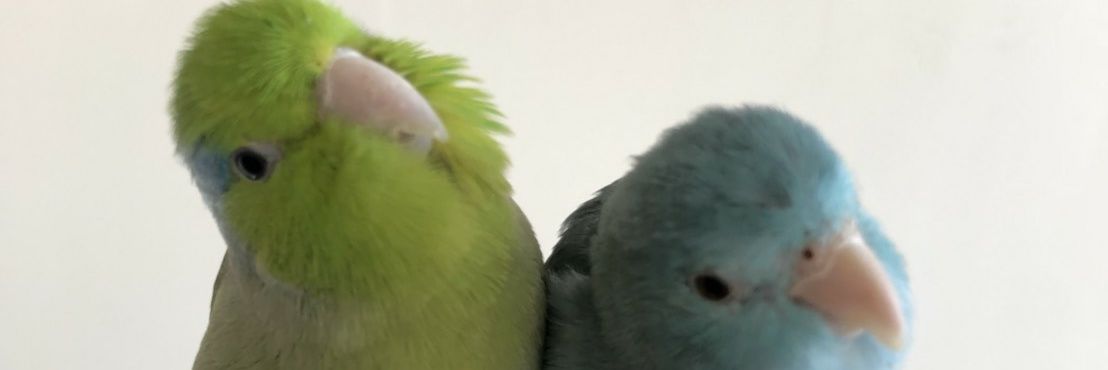 あきかず banner