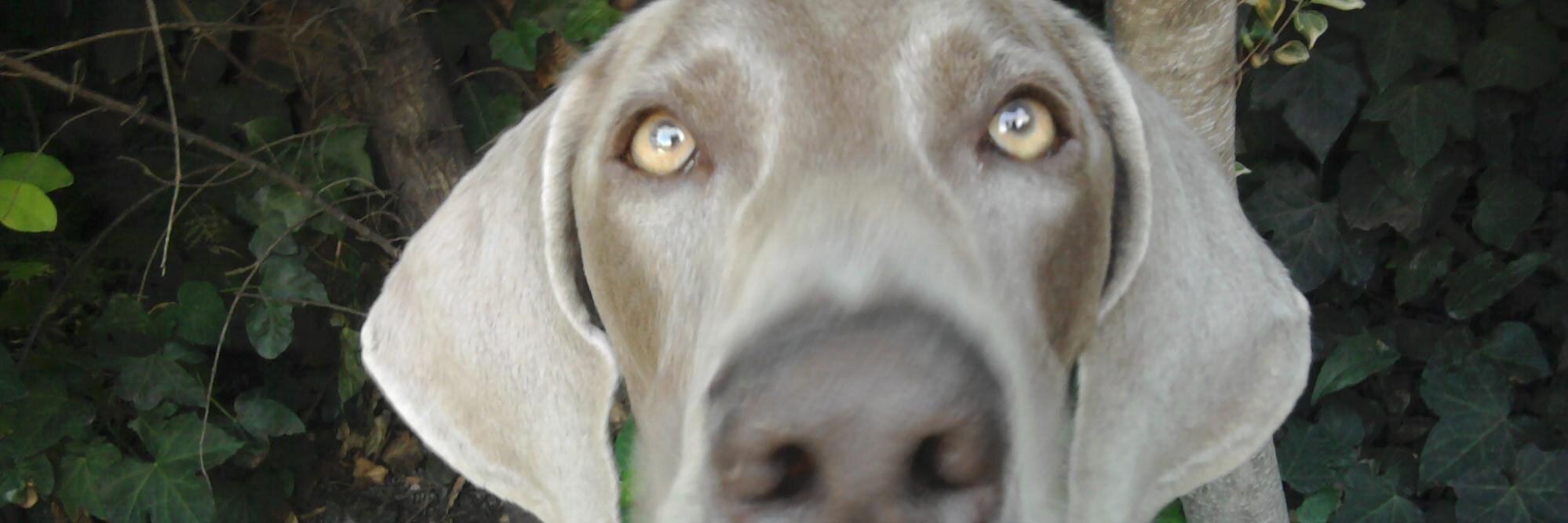 marodixit's profile banner image