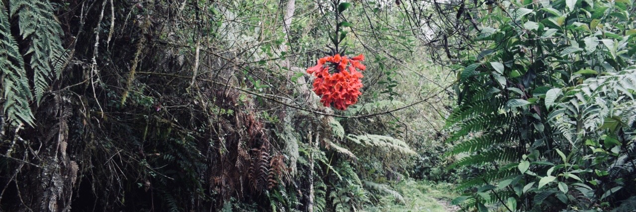 Juliana Soto-Patiño banner