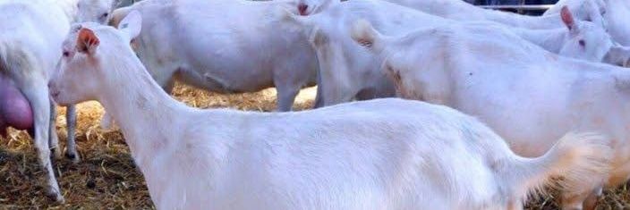 DRCARLOSRON's profile banner image