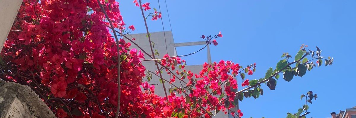 liliaacamara's profile banner image