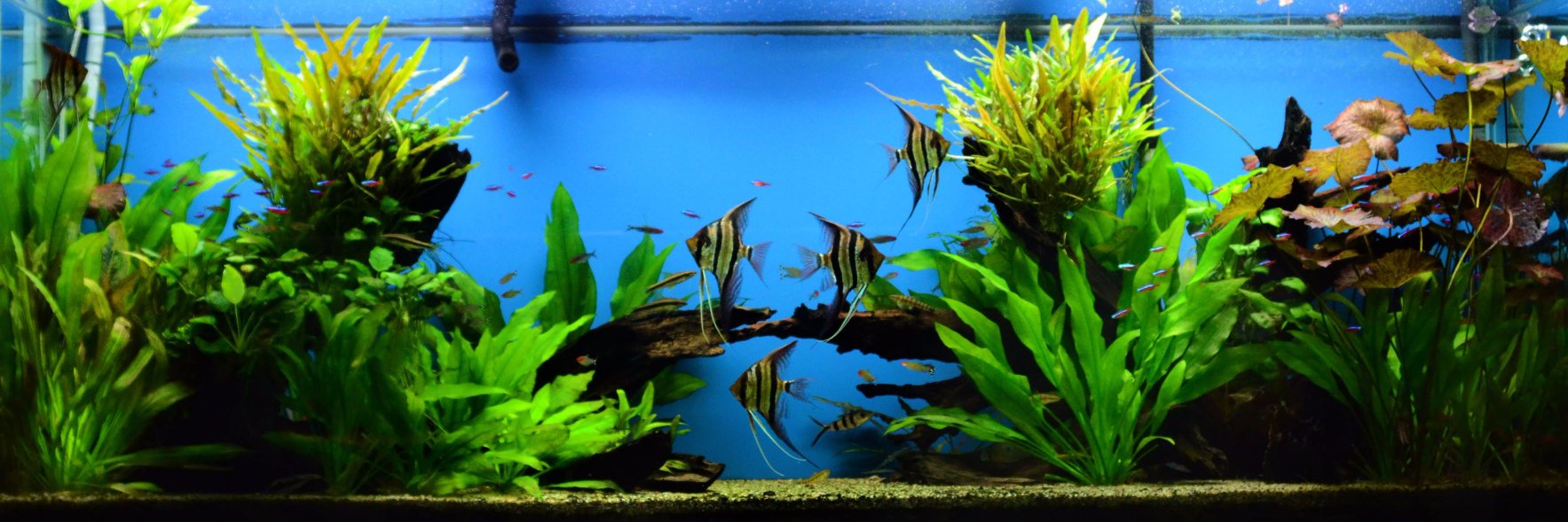 The Wet Spot Tropical Fish banner