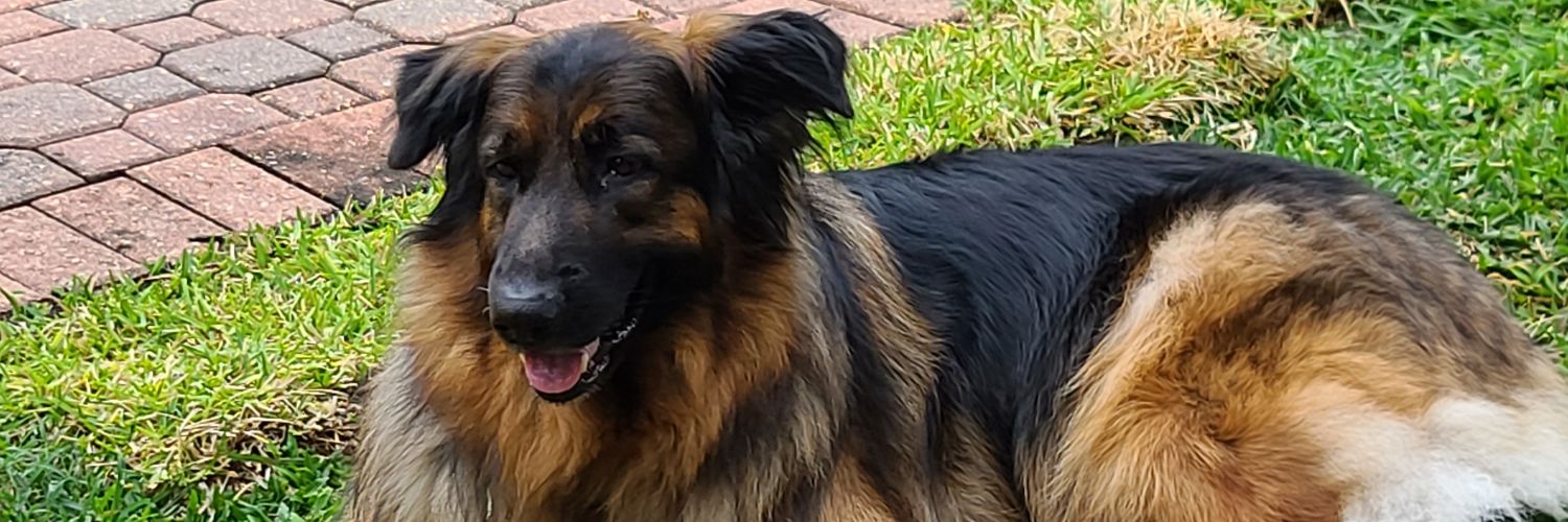 J_Dog banner