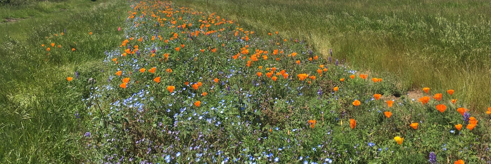 Williams Lab UC Davis banner