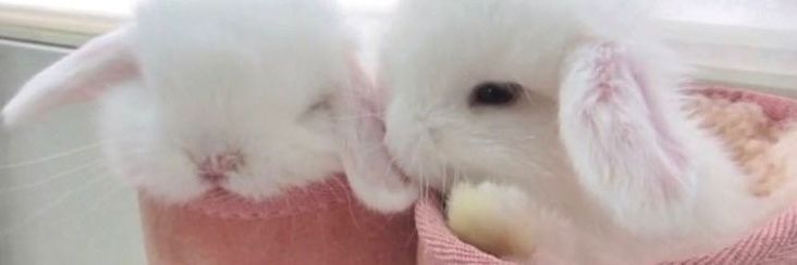 🥕 banner