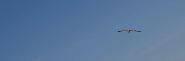 pilot34 Profile Banner