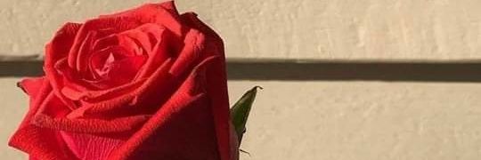🍁 banner