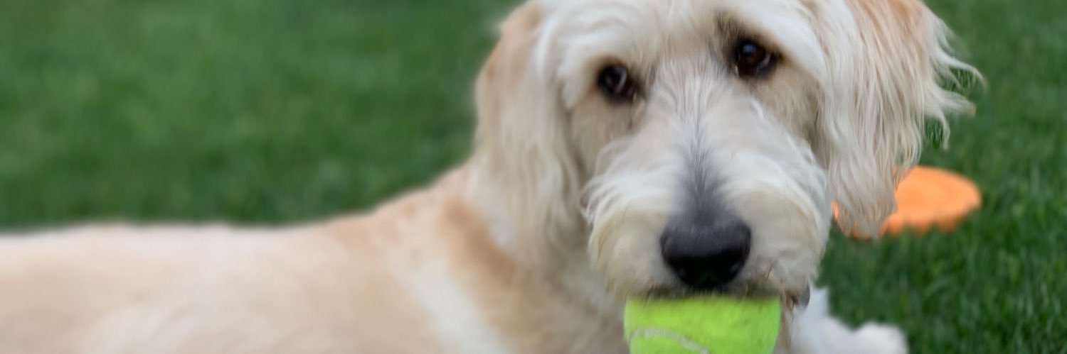 Dr Angela Schroeder banner