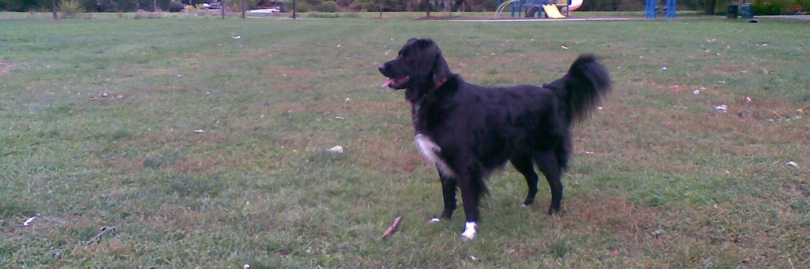 william david banner