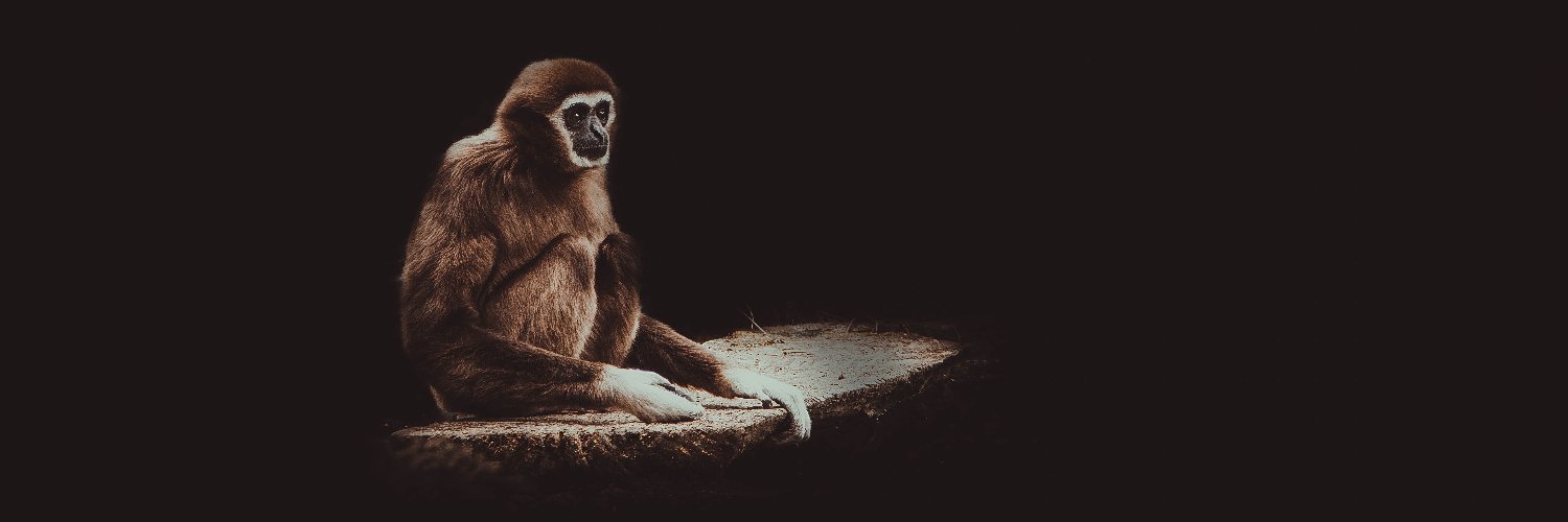 RobotHateMonkey's profile banner image