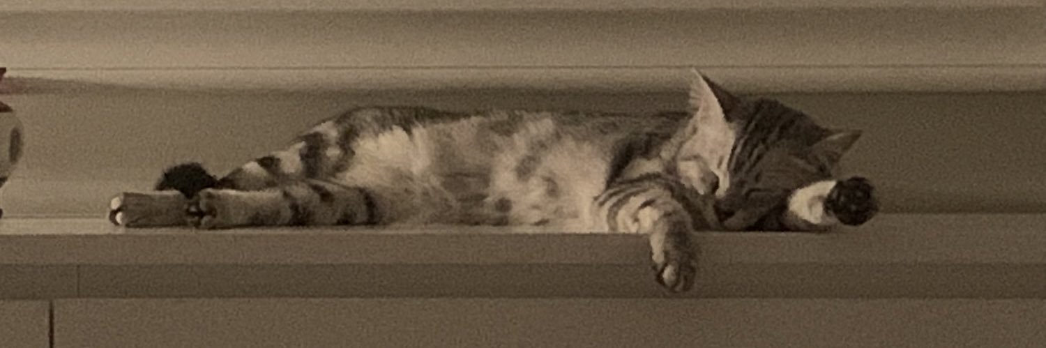 😼 banner