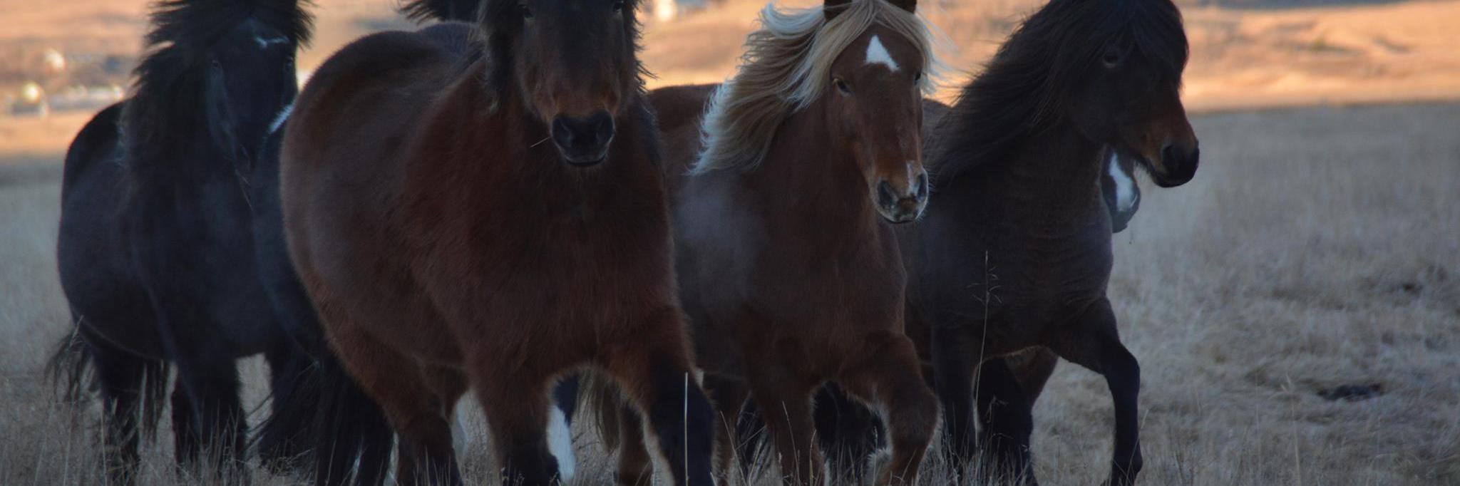 lythorse's profile banner image
