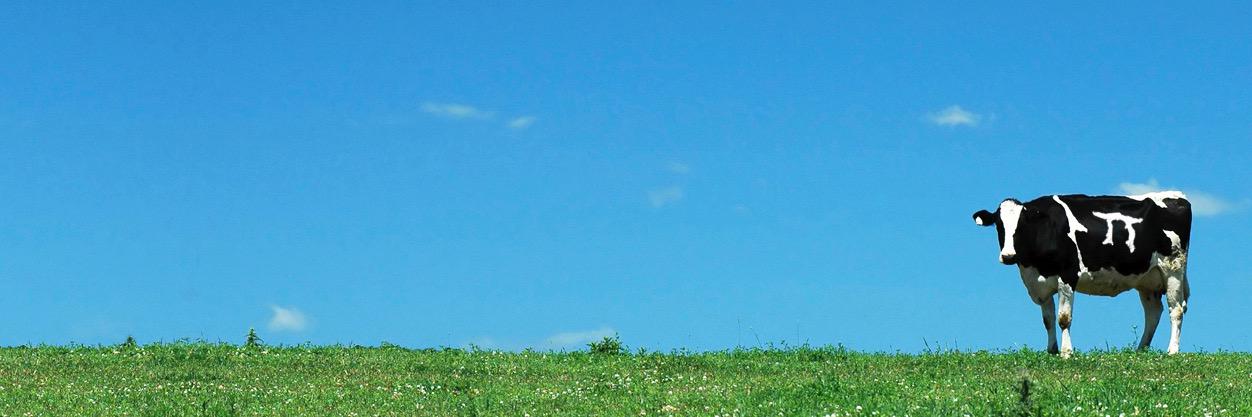 cowpi's profile banner image