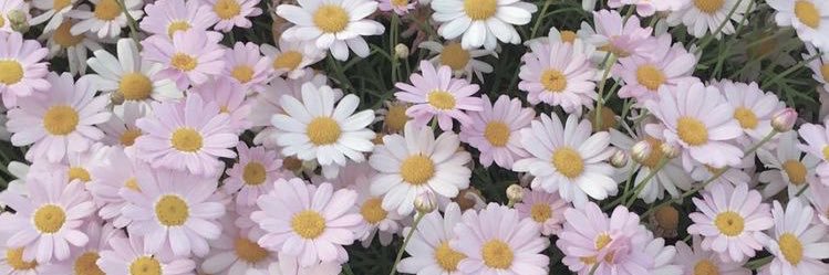 s_moekaaa's profile banner image