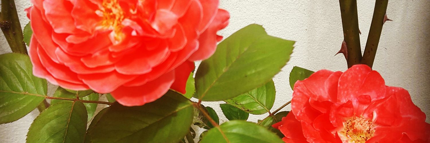 yayee_ja's profile banner image