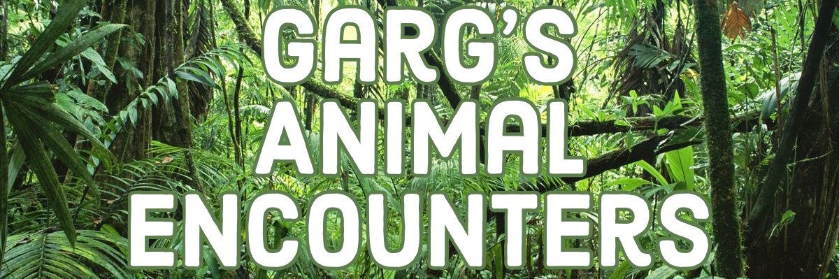 GargsEncounters's profile banner image