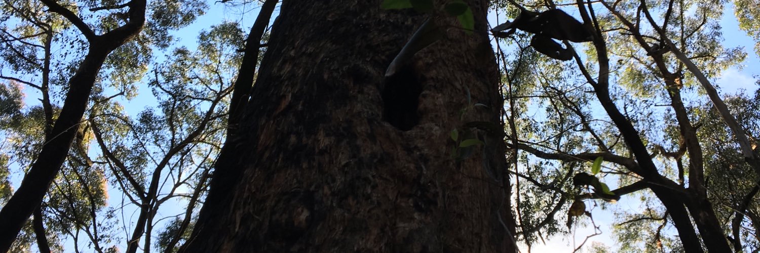 IT'S TIME! Toolangi banner