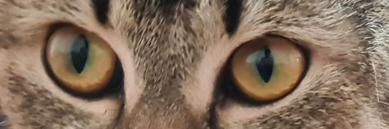 FelexEng's profile banner image