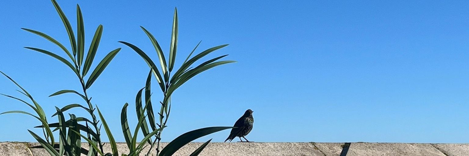 Leila Bird banner