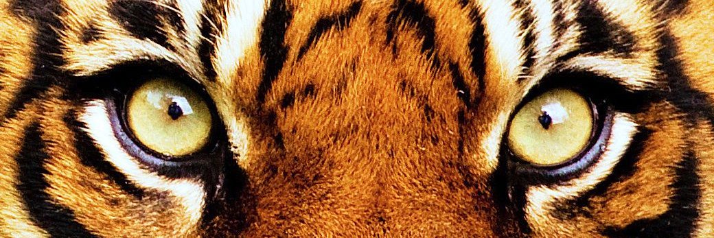 CryptoXen™ banner